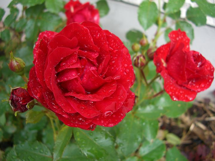 Astrid Lindgren 1.jpg - ASTRID LINDGREN (Floribunda. Poulsen 1989).
Rosen har fått sitt namn efter den mycket populära svenska barnboksförfattarinnan Astrid Lindgren. En mycket vacker ros som med sin utsökta form kan förliknas vid en marsipanros.
Rosa blommor som är halvfyllda med tillbakarullade kronblad och guldgula knappar. Tät, buskigt växtsätt som blir dryga metern hög om den beskäres, utan beskärning kan den användas som en låg klätterros (1,5 m). Även bladverket är friskt och vackert. En praktfull rabattros. Doften är medelstark och söt och med doft av hallon. Storlek: 1.2x0.8m. Zon IV.